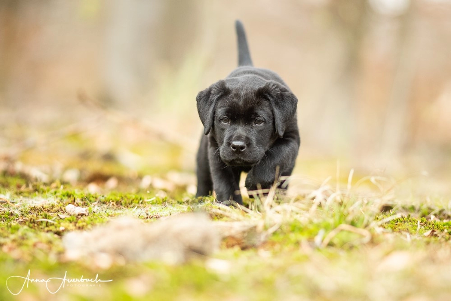 HundeHarmonie - Hundetraining - Hund
