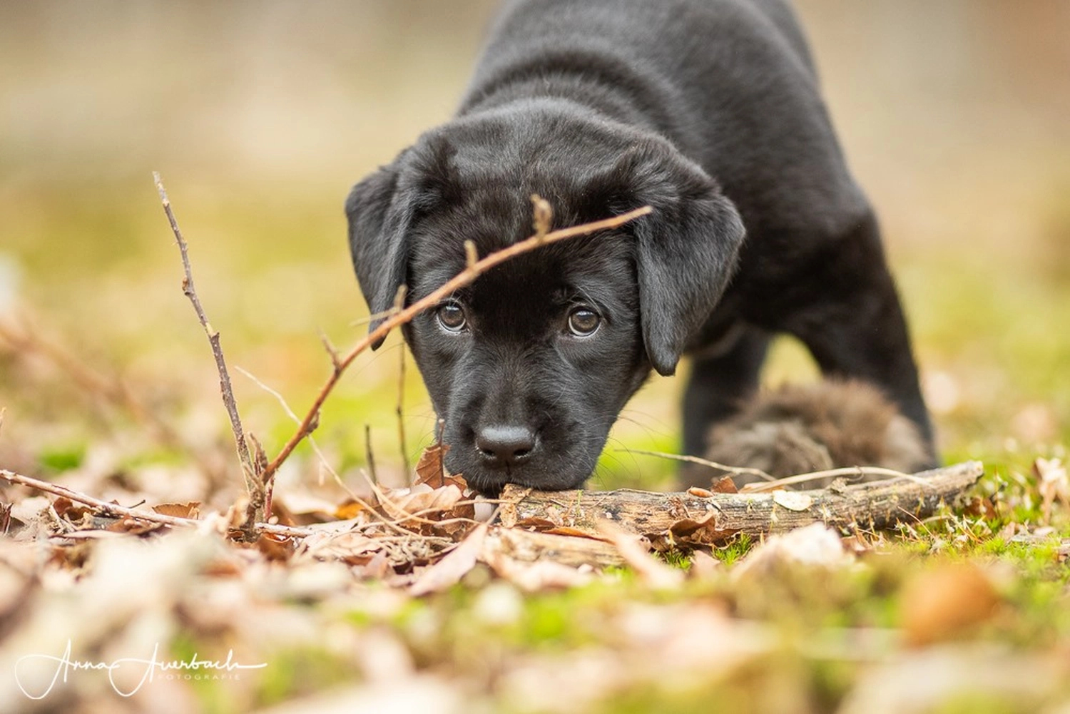 HundeHarmonie - Hundetraining - Hund