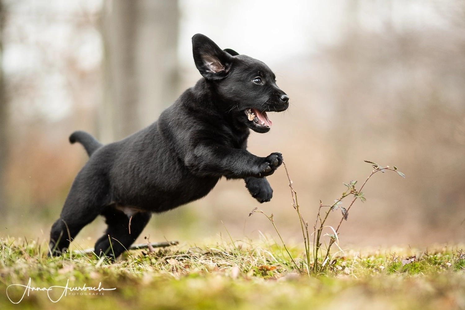 HundeHarmonie - Hundetraining - Hund