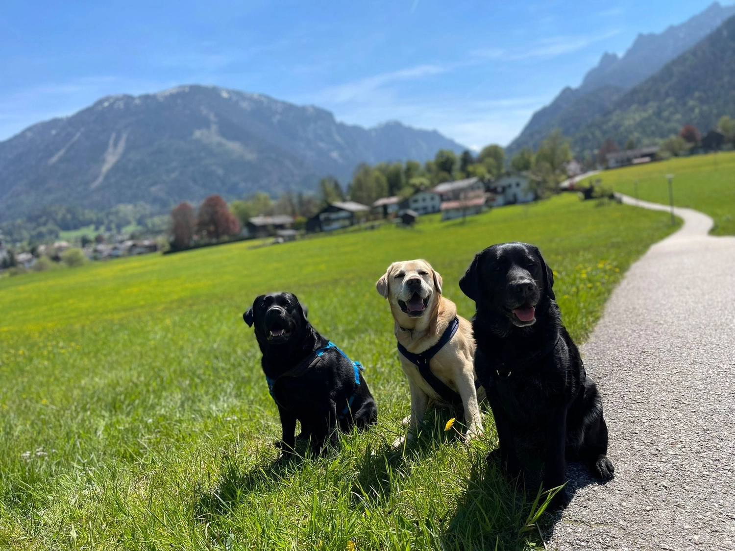 HundeHarmonie - Hundetraining - Hund