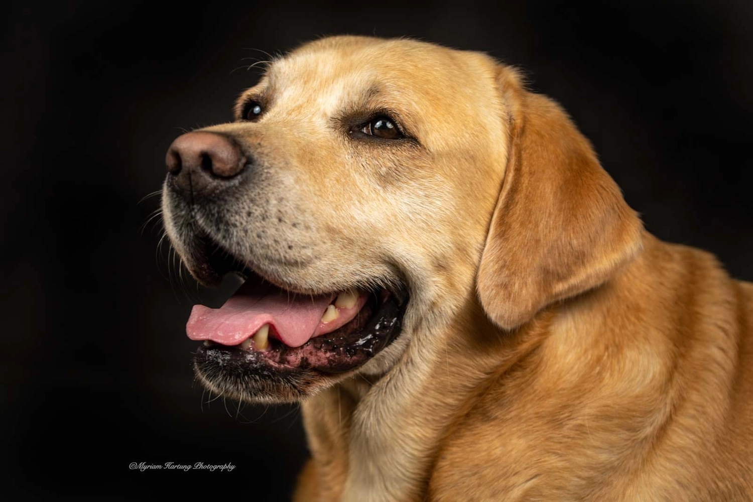 HundeHarmonie - Hundetraining - Hund