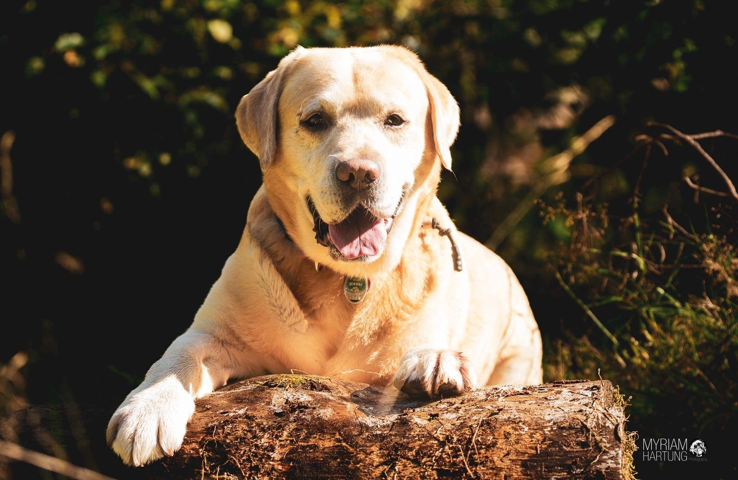 HundeHarmonie - Hundetraining - Hund