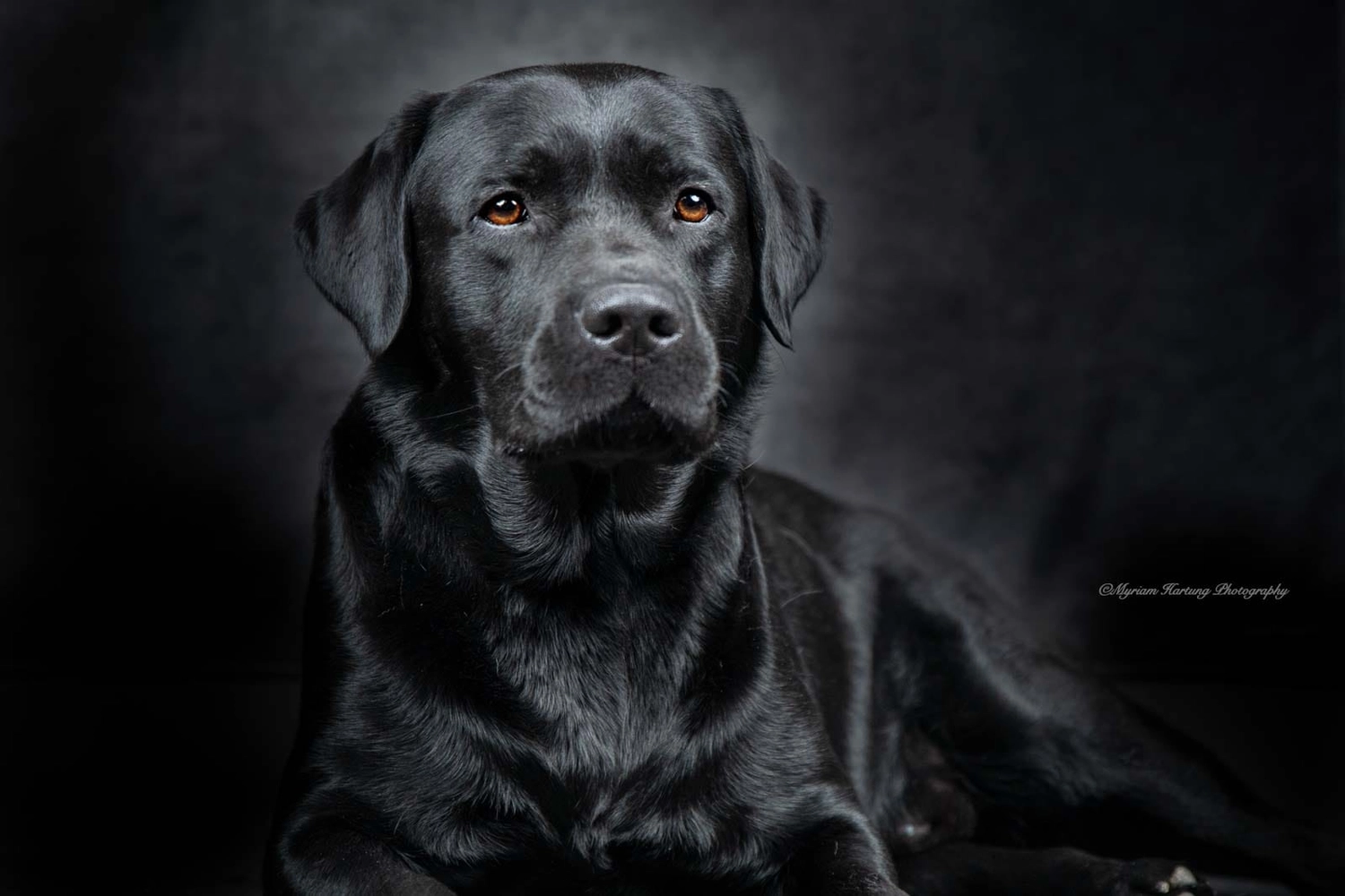 HundeHarmonie - Hundetraining - Hund