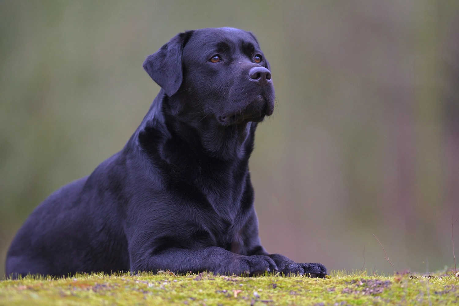 HundeHarmonie - Hundetraining - Hund