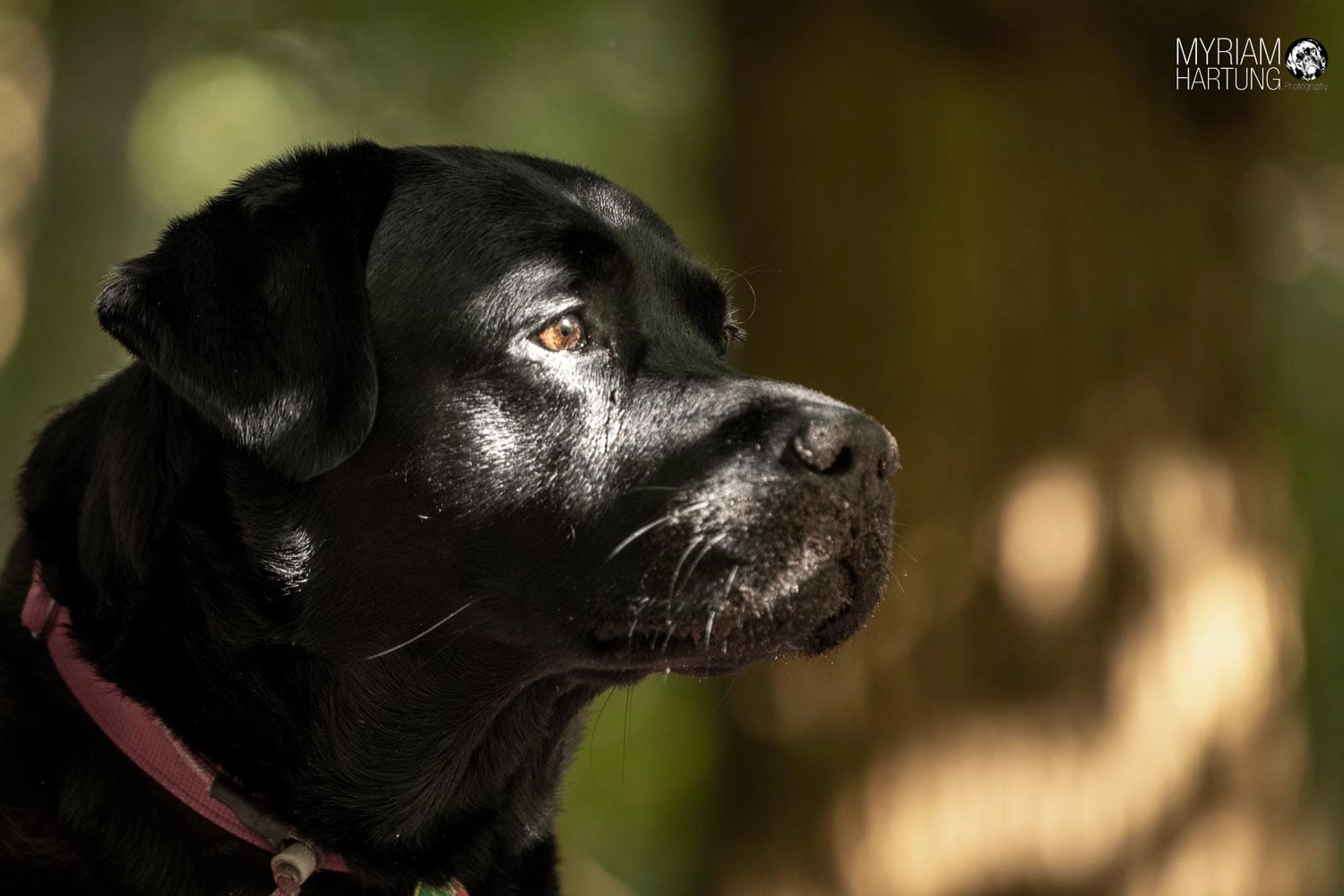 HundeHarmonie - Hundetraining - Hund