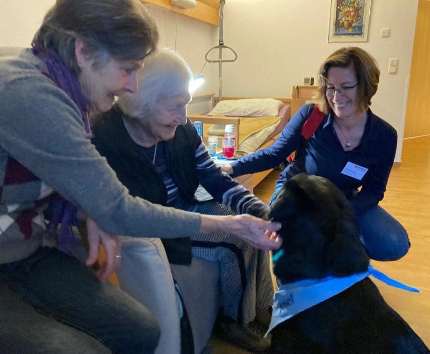 HundeHarmonie - Hundetraining - Hund