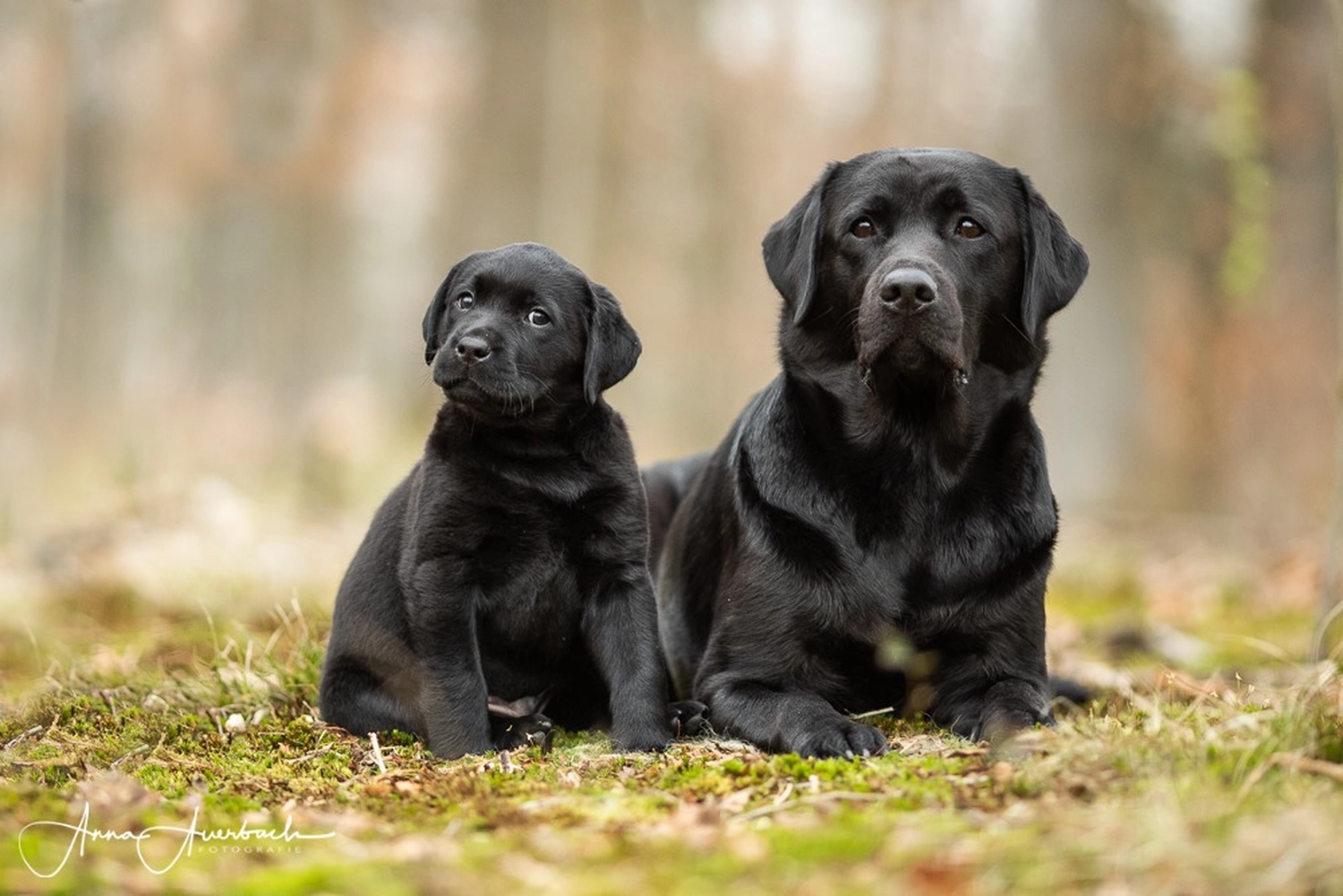 HundeHarmonie - Hundetraining - Hund