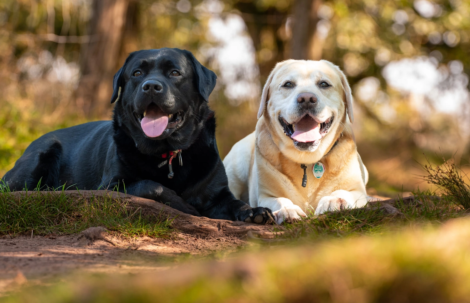 HundeHarmonie - Hundetraining - Hund