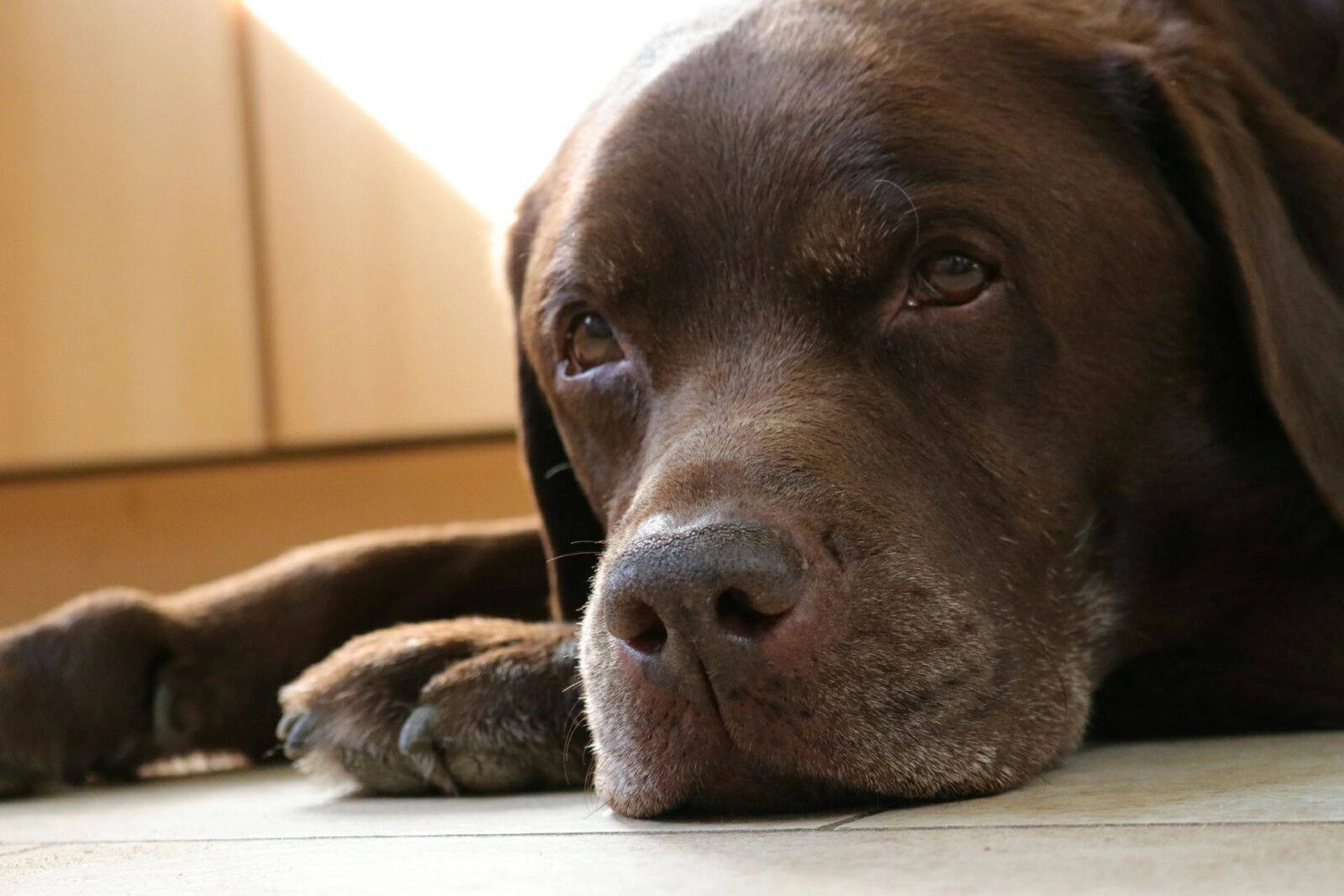 HundeHarmonie - Hundetraining - Hund