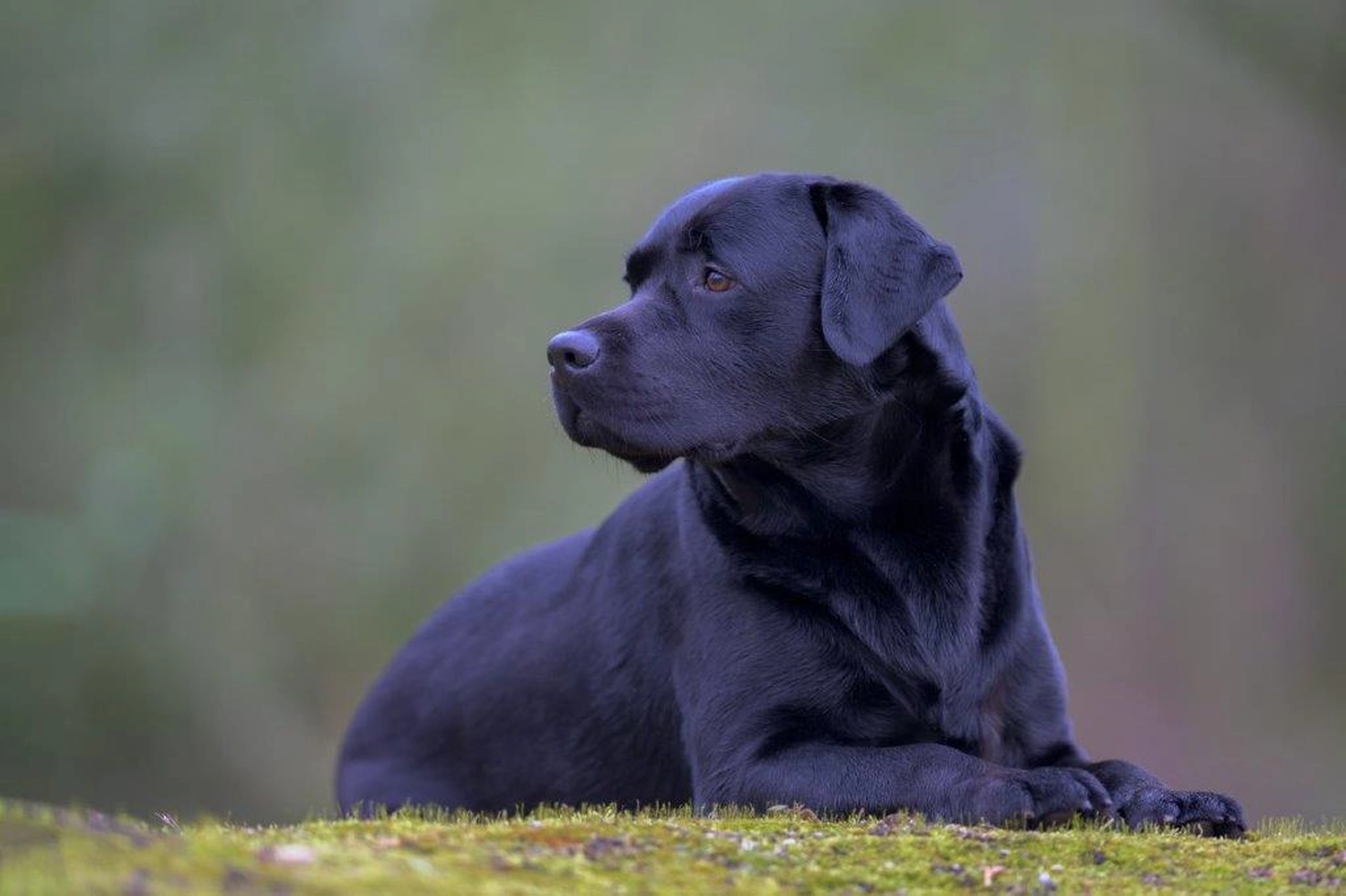 HundeHarmonie - Hundetraining - Hund