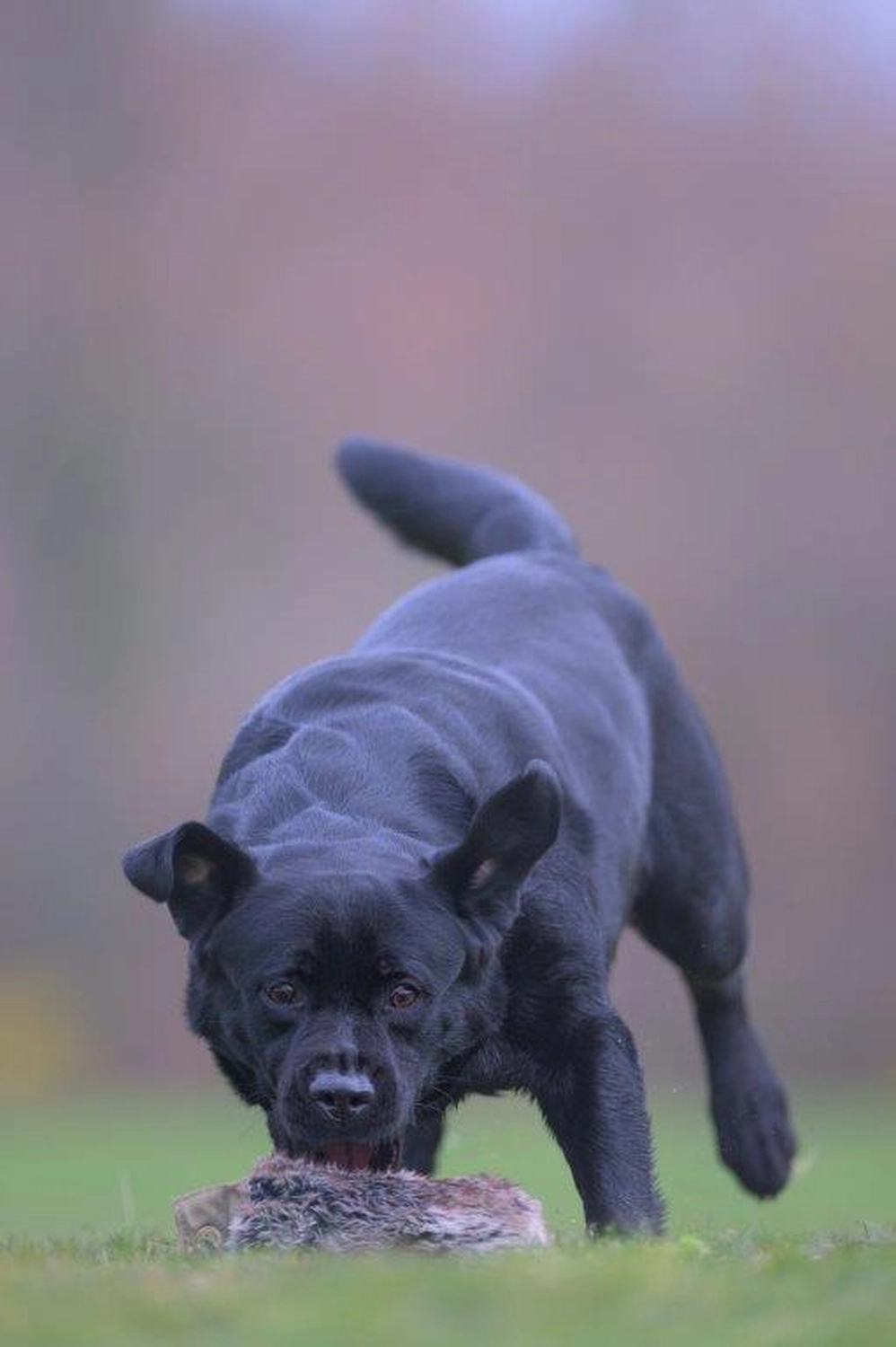 HundeHarmonie - Hundetraining - Hund