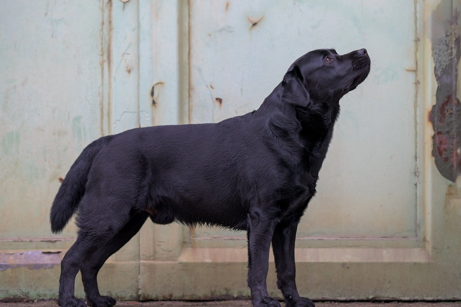 HundeHarmonie - Hundetraining - Hund
