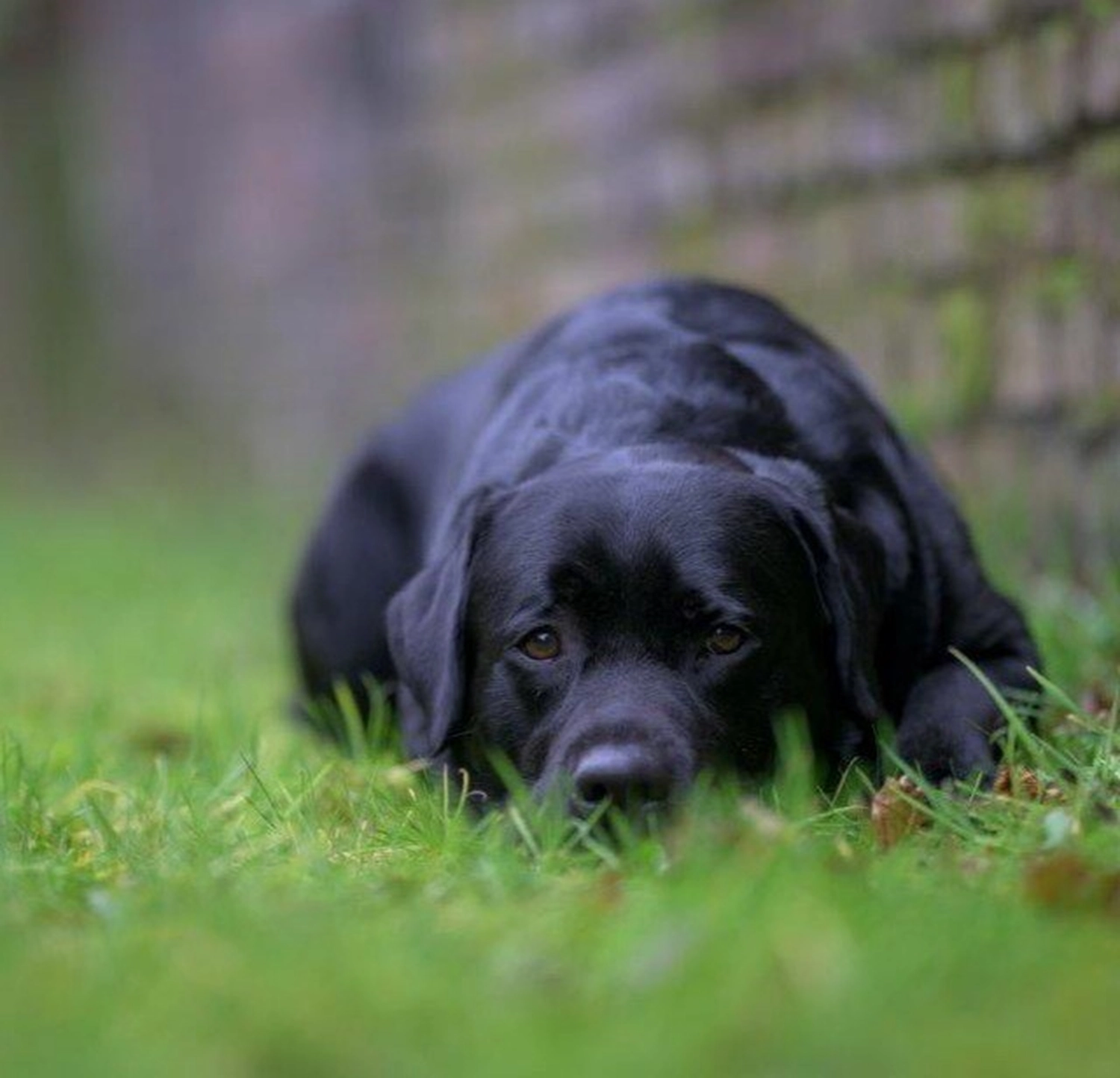 HundeHarmonie - Hundetraining - Hund