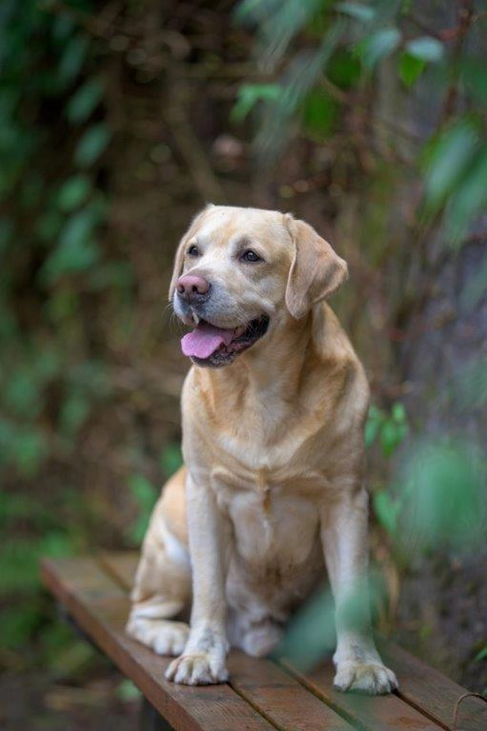 HundeHarmonie - Hundetraining - Hund