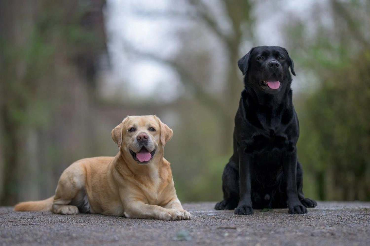 HundeHarmonie - Hundetraining - Hund