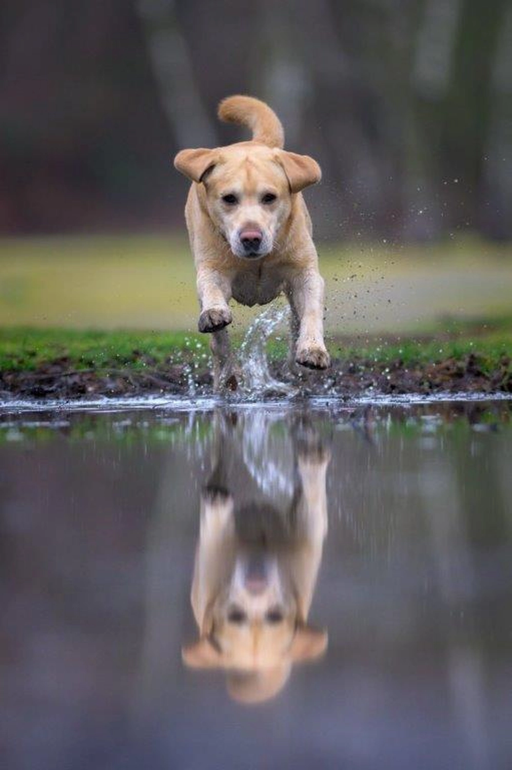 HundeHarmonie - Hundetraining - Hund