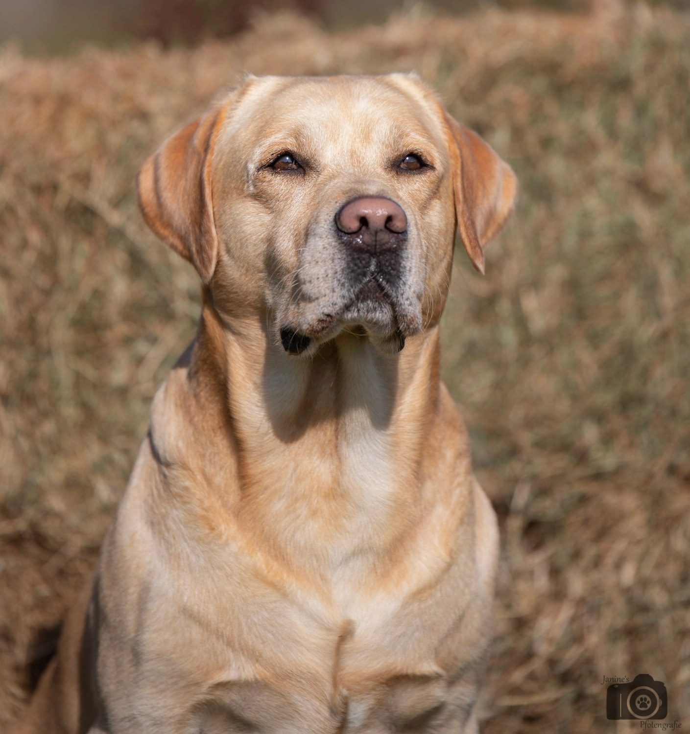 HundeHarmonie - Hundetraining - Hund