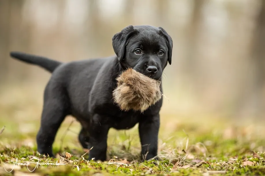 HundeHarmonie - Hundetraining - Hund