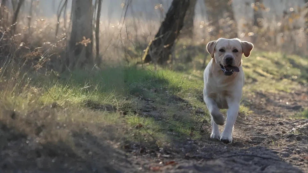 HundeHarmonie - Hundetraining - Hund
