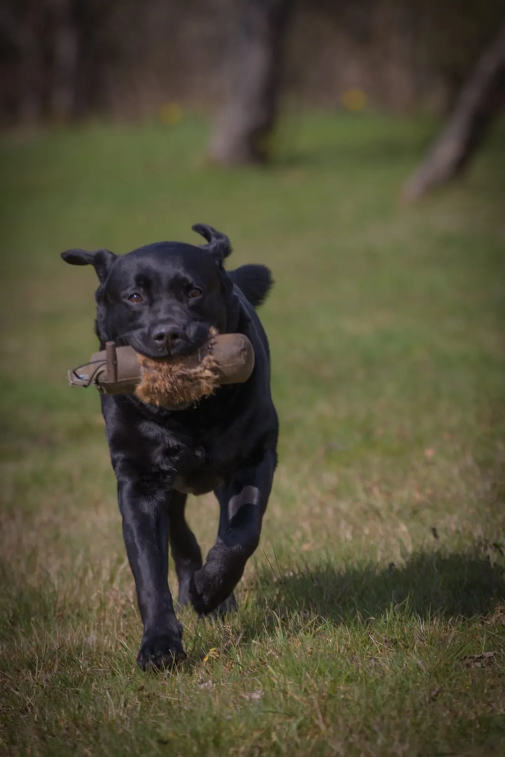 HundeHarmonie - Hundetraining - Hund