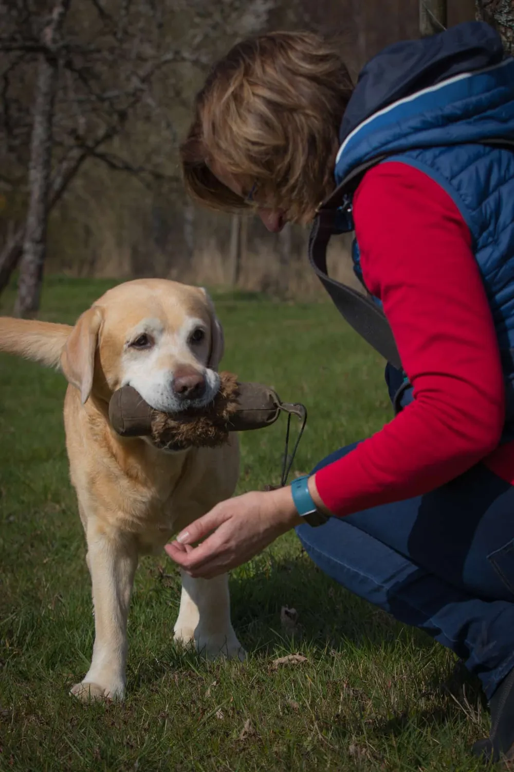 HundeHarmonie - Hundetraining - Hund