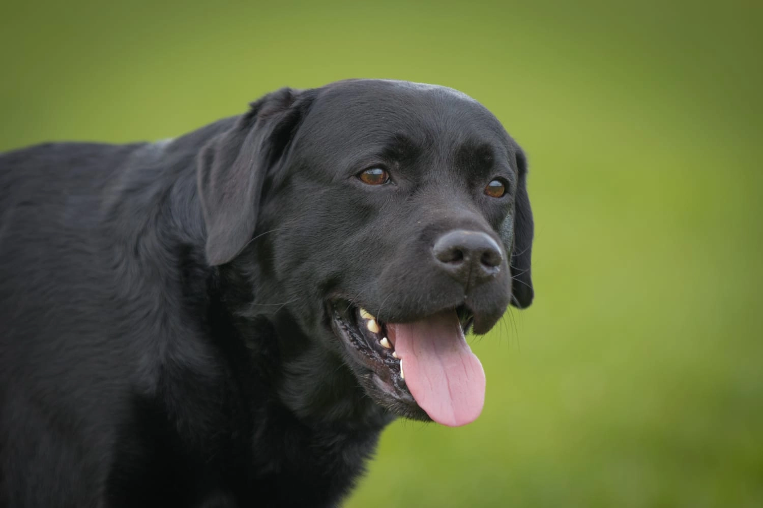 HundeHarmonie - Hundetraining - Hund