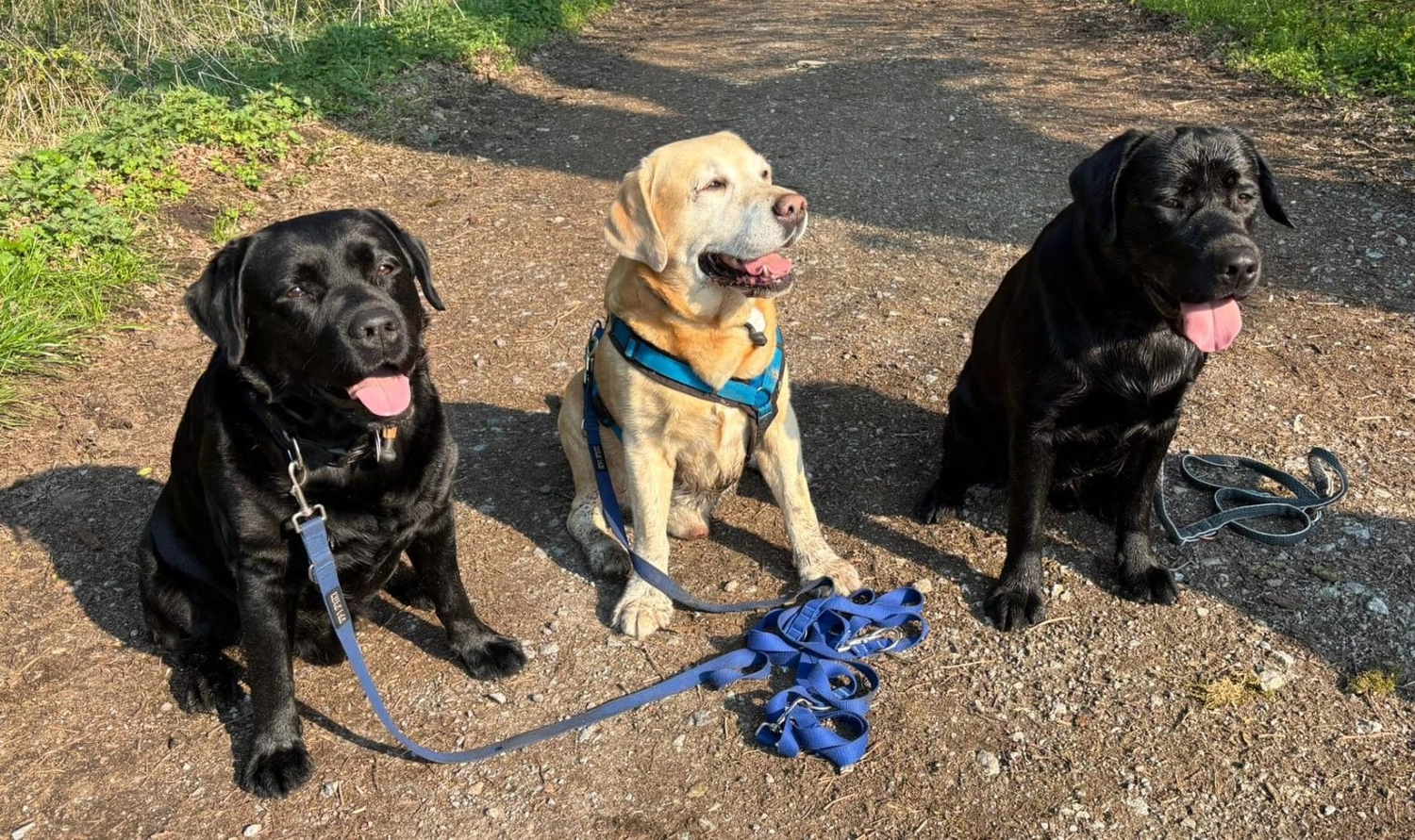 HundeHarmonie - Hundetraining - Hund