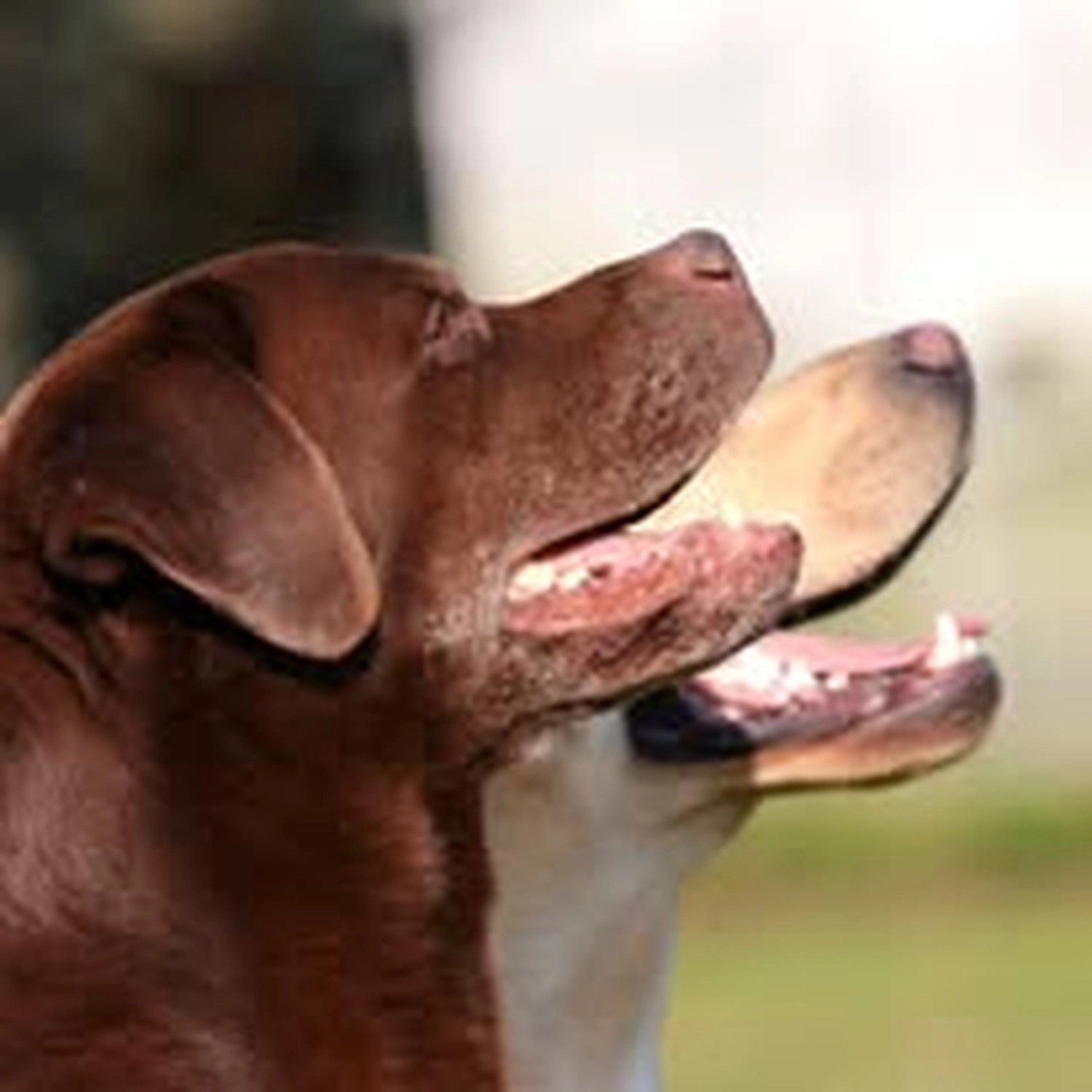 HundeHarmonie - Hundetraining - Hund